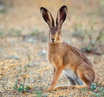 Заяц-русак.(Lepus europaeus). Фотограф Viktor Sevidov