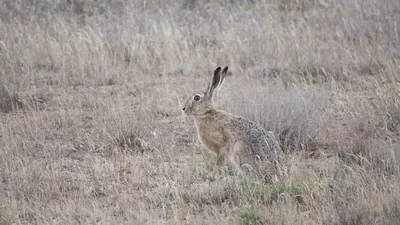 Очень Серьёзный Заяц-русак / A Very Serious Hare - YouTube