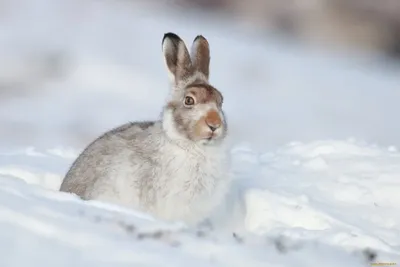 Заяц-русак / Lepus europaeus / Brown hare / Див заек / Fel… | Flickr