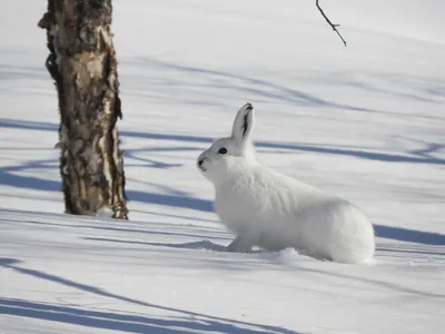 Заяц в тумане🌫🐰 милый Заяц зимой…» — создано в Шедевруме