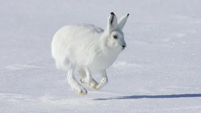 Заяц зимой в лесу - красивые фото