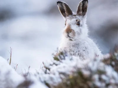 Скачать обои снег, зима, кролик, животное, заяц разрешение 1600x1200 #151398