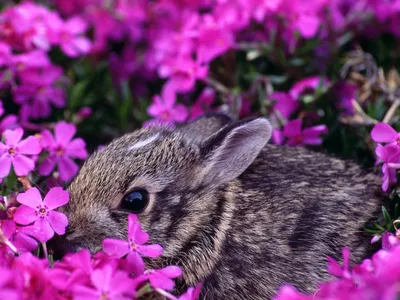 Букет из цветов «Солнечный зайчик» 💐 купить по цене 4 990 ₽ с доставкой в  Москве