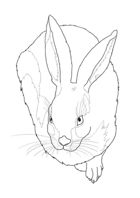 Картинка заяц рисунок (34 фото) » Рисунки для срисовки и не только