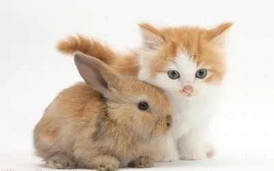 Шаблон под значок Зайчик с котиком обнимаются zag-zn-cat-rabbit купить в  интернет-магазине krapivasu