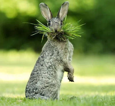 Bunny with flowers. Зайчик с цветами. PNG. | Самые милые животные, Цветы,  Обои