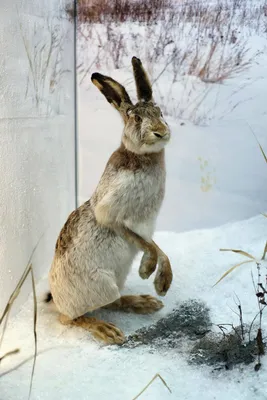 Форма яйца светящиеся украшения кролика милые пасхальные яйца кролик  пасхальный кролик украшения рабочего стола – лучшие товары в  онлайн-магазине Джум Гик