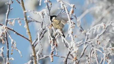 Снегири зимуют в Полоцке: в сильные морозы птицы перебрались ближе к людям  (Фотографии) | Новости Полоцка и Новополоцка на 