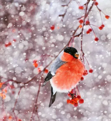 Птицы в зимнем лесу картинки - 69 фото