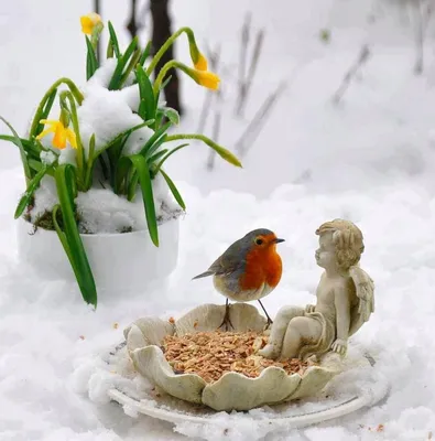 Птички на снегу (68 фото) - 68 фото