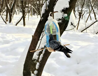 Птицы на реке Сетунь