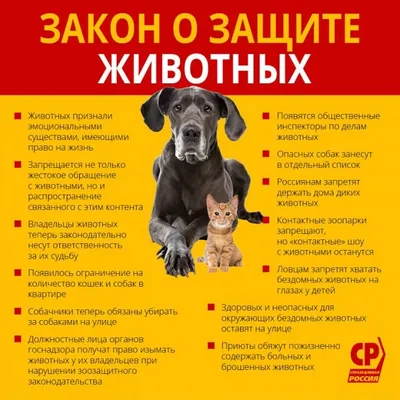 Закон о защите животных | СПРАВЕДЛИВАЯ РОССИЯ – ЗА ПРАВДУ – Иркутская  область
