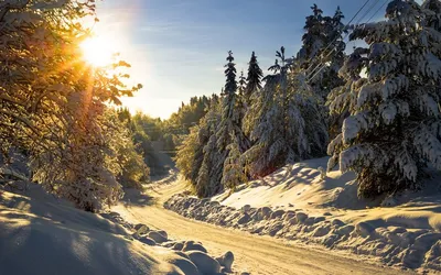 фотография заснеженного леса заснеженный лес, зима, Кёнги до, Кванджу фон  картинки и Фото для бесплатной загрузки