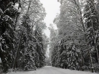 Легенды зимнего леса. Фотограф marateaman