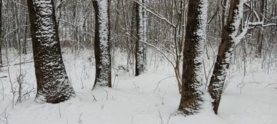 На опушке зимнего леса... Фотограф Подосинников Максим