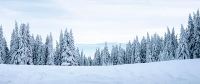 Жители поселка под Петрозаводском поделились фото заснеженного леса - МК  Карелия