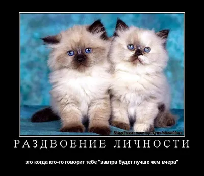 Котоматрица: раздвоение личности это когда кто-то говорит тебе "завтра  будет лучше чем