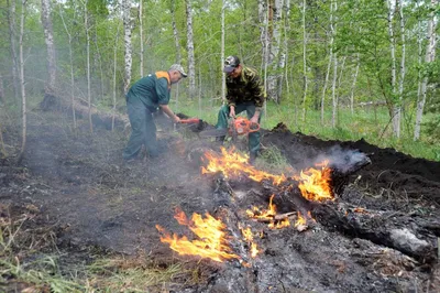 Текст песни Здесь птицы не поют, деревья не растут и, только мы к плечу  плечо, враста, слова песни