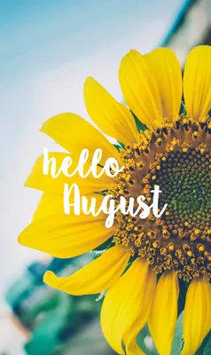 Прощай июль, здравствуй август: фото наших цветов от 2 числа | Точка  соприкосновения | Дзен