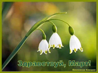 Ну здравствуй, март! (Андрей Бандурин 1) / Стихи.ру