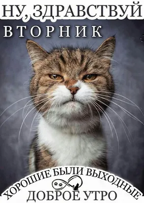 Здравствуй, вторник! Меню бизнес-ланча на сегодня. Обед действует до   💛 • Борщ .. | ВКонтакте