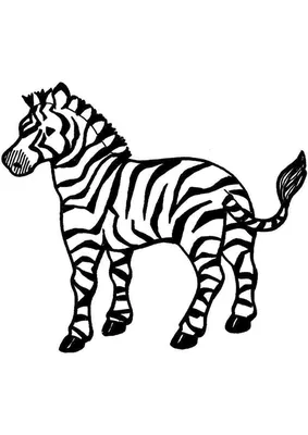Раскраска зебра раскраски. Раскраски для детей зебра зебры
