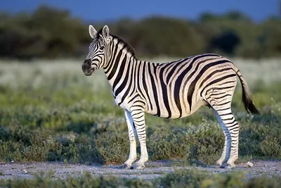 Зебра животное - 74 фото