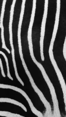 Рисунок добрая зебра - 73 фото