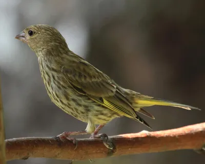 Обыкновенная зеленушка (European greenfinch) - YouTube