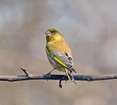 Зеленух / птица зеленушка