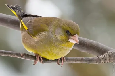 Обыкновенная зеленушка (Сhloris chloris- Коблик 2006) или (Carduelis  chloris- ) European Greenfinch - Вьюрковые (Fringillidae) -  Воробьеобразные Passeriformes - Классификатор птиц Таганрога и  Неклиновского района - Птицы Ростовской обл.В ...