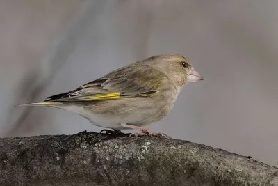 ПЕНИЕ ЗЕЛЕНУШКИ Carduelis Chloris chloris - YouTube