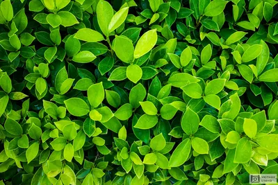 Лист Природа Зеленые Листья - Бесплатное изображение на Pixabay - Pixabay