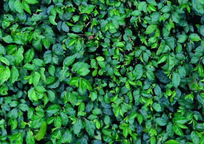 Зеленые листья и зелень — 12 фото с большим разрешением — 