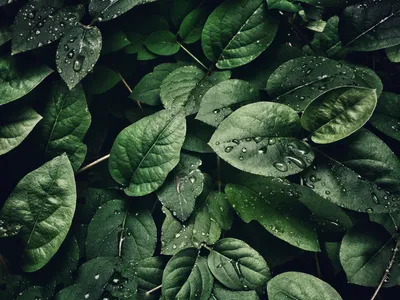 Зеленые листья (58 фото) - 58 фото