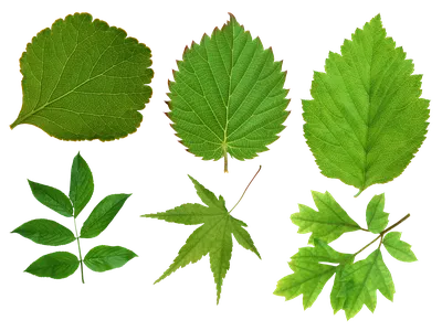 Фотообои "Ярко зеленые листья" - Арт. 170177 | Купить в интернет-магазине  Уютная стена