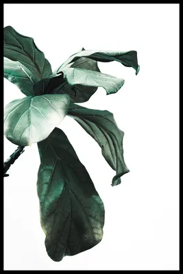 Зеленые листья Фикуса - скачать бесплатно текстурные атласы и декали,  Substance PBR материал в высоком разрешении