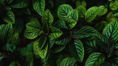 Фотообои Зеленые листья с золотом», (арт. 25392) - купить в  интернет-магазине Chameleon