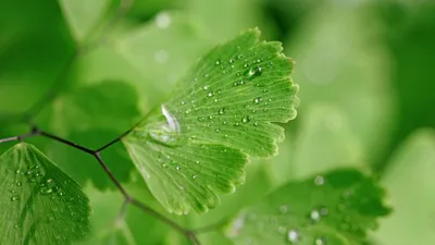 Green leaf PNG transparent image download, size: 2800x2099px