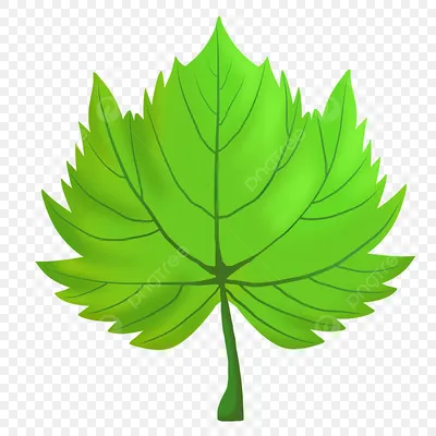 Листья Зеленые Природа - Бесплатная векторная графика на Pixabay - Pixabay