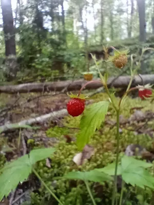 Земляника растет в лесу. в траве растет лесная красная ягода. собираем  землянику в лесу. | Премиум Фото