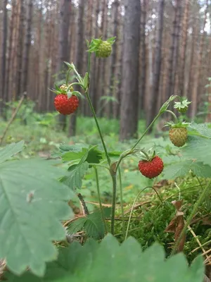 Земляника лесная — Википедия