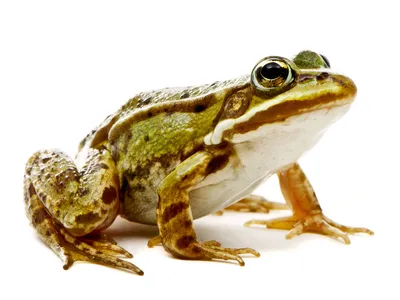 Голодная жаба ищет в капусте детей…» — создано в Шедевруме