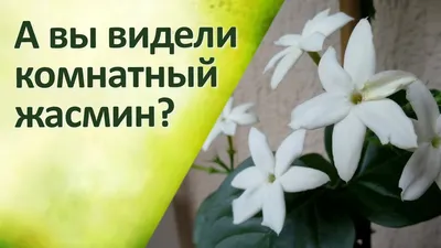 картинки : Жасмин, цветы, цветущее растение, лепесток, Розовый, Бугенвиль,  Пурпурный, Однолетнее растение, Четыре семьи часов, Дикий цветок 3648x2736  - sohyo - 1592535 - красивые картинки - PxHere