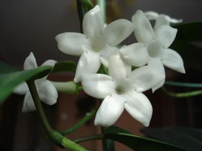Жасмин цветок (58 фото) - 58 фото