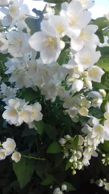 Красивые цветы жасмина :: Стоковая фотография :: Pixel-Shot Studio