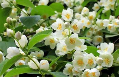 Цветы жасмина и его полезные свойства