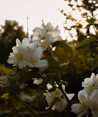 Цветок Белый Жасмин - Бесплатное фото на Pixabay - Pixabay