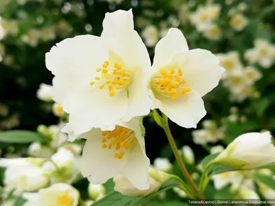 Жасмин цветы с листьями, изолированные на белом фоне вырез | Премиум Фото