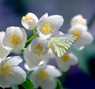 Цветы жасмина - красивые фото